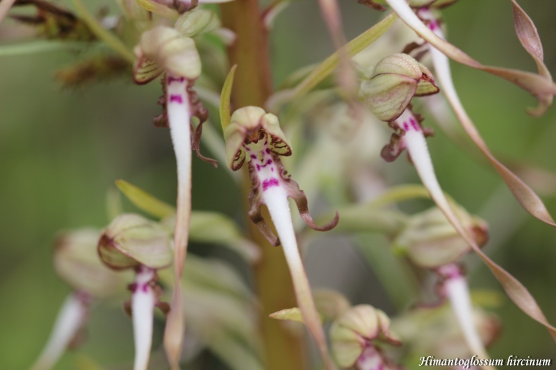 orchidée bouc - Himantoglossum hircinum Img_5532