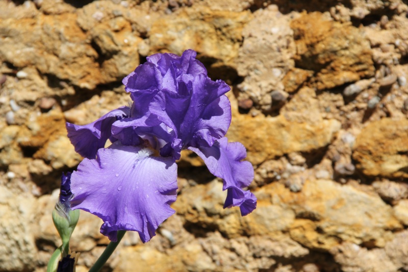 Iris 2013 - Page 14 Img_5618