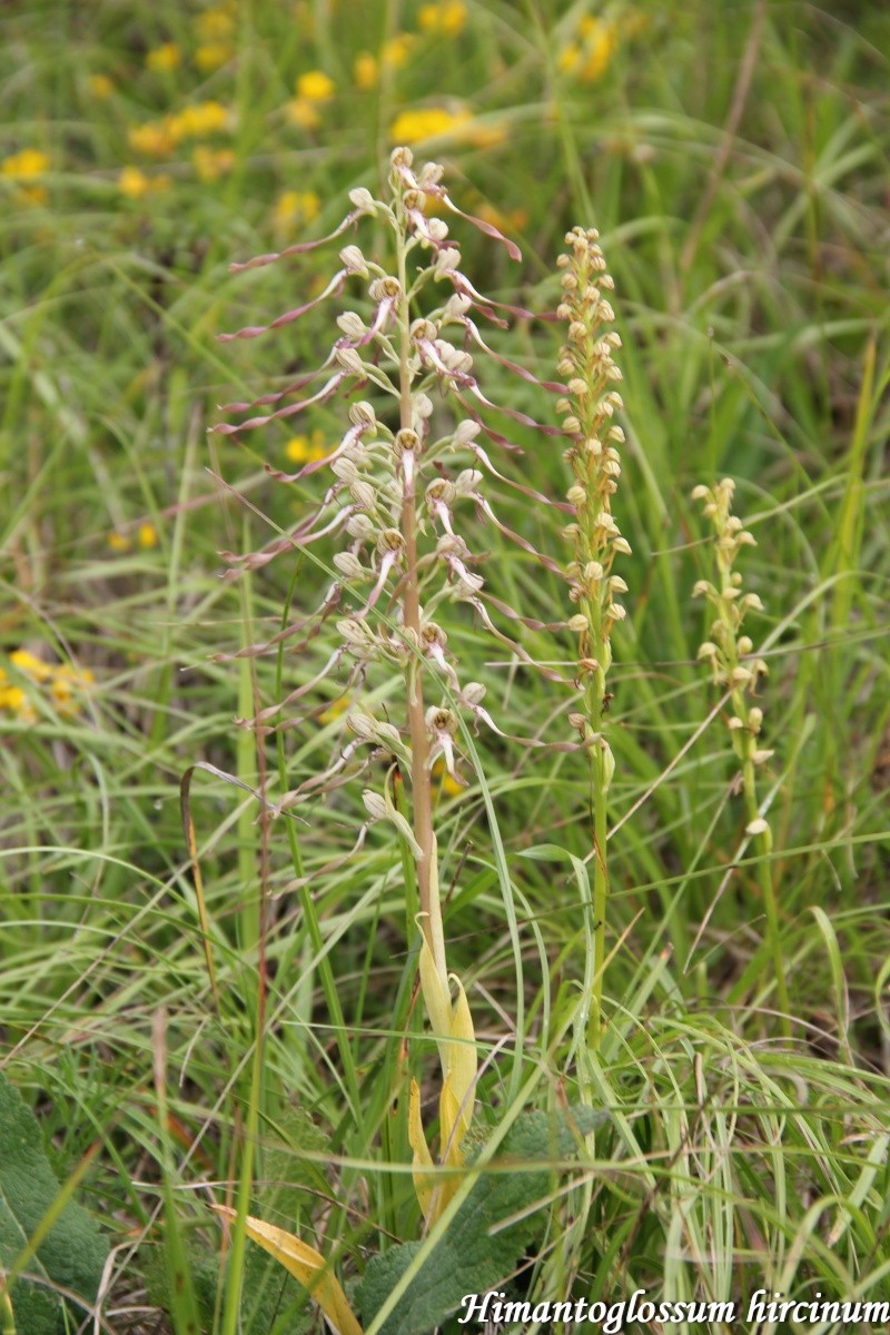 orchidée bouc - Himantoglossum hircinum Img_5625
