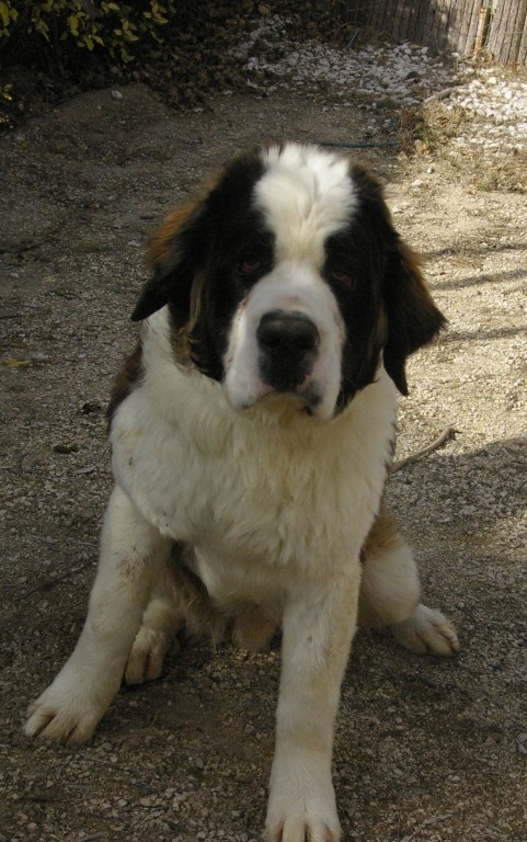 HEROS Saint bernard male 1 an CDA Refuge de Cabriès (13)  5400st10