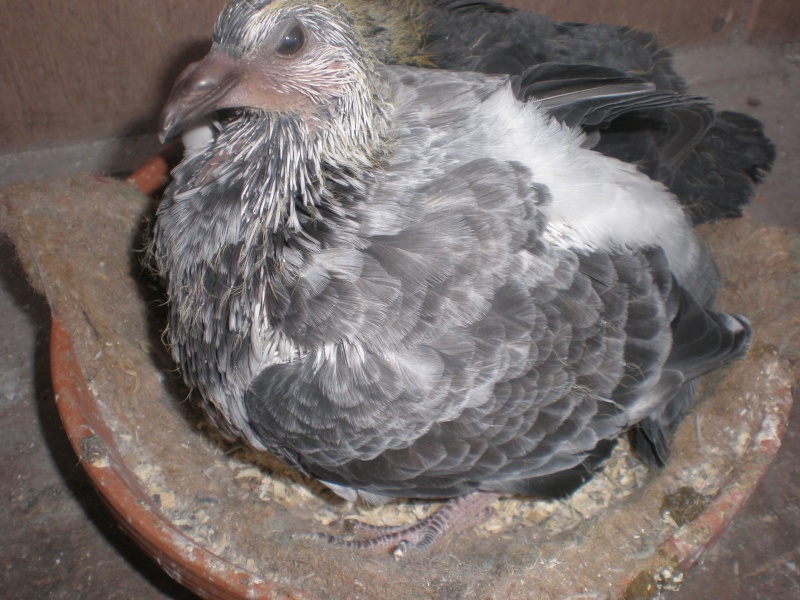 fancy pigeon breeding. Gaddi110