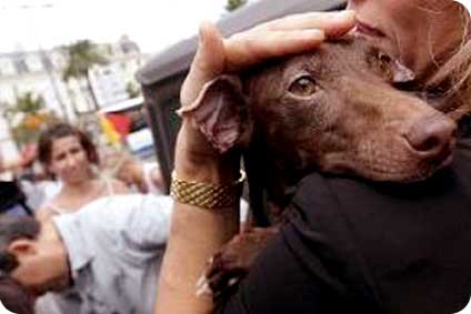 (France) Violences - Il s'ennuie, il incendie un chien!! Actu-m10