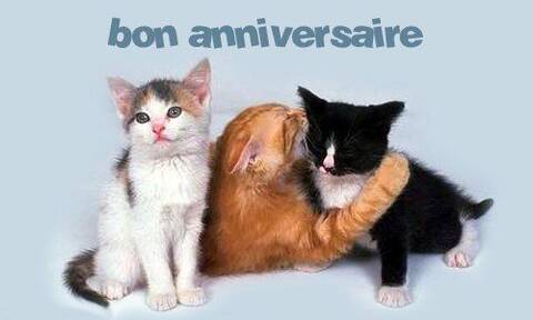 Bon Anniversaire Chat Images