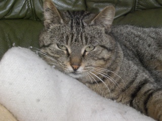 Néphrys, jolie chatte tigrée, très gentille - 2 ans en 2009 Cimg6111