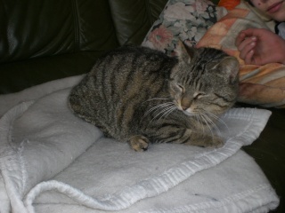 Néphrys, jolie chatte tigrée, très gentille - 2 ans en 2009 Cimg6117