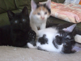 Eomer chaton noir et blanc d'un mois  et demi au 22 juin 2009 Cimg6915