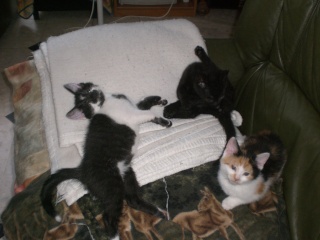 Eomer chaton noir et blanc d'un mois  et demi au 22 juin 2009 Cimg6916