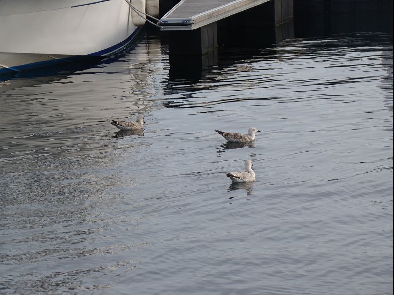 Brest-Camaret promenade maritime le 31 Octobre 2009 Dsc03315