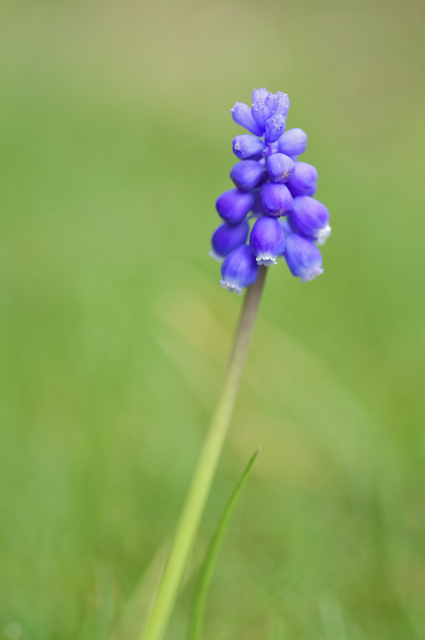 Muscari ----Ajout NB---- Img_4710