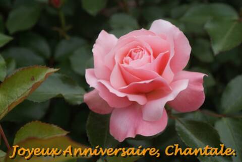 Joyeux Anniversaire Chantale Page 2 Joyeux Anniversaire Chantale Page 2