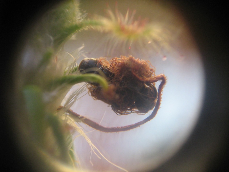 astuce photos en macro avec un compact numerique Photo_12