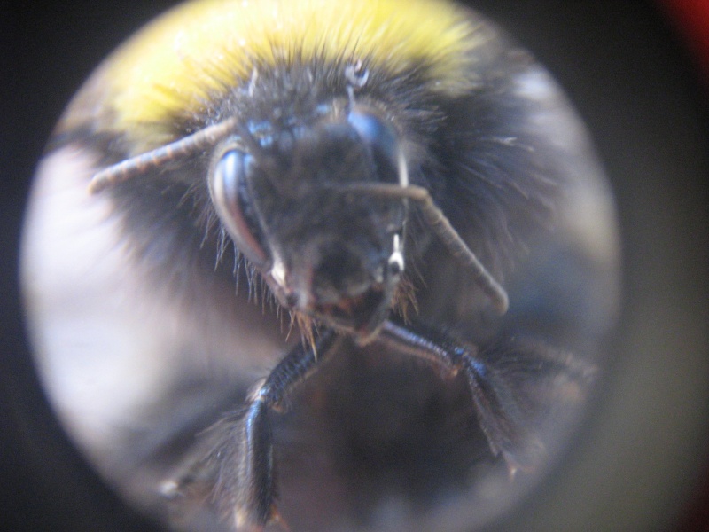 astuce photos en macro avec un compact numerique Photo_13