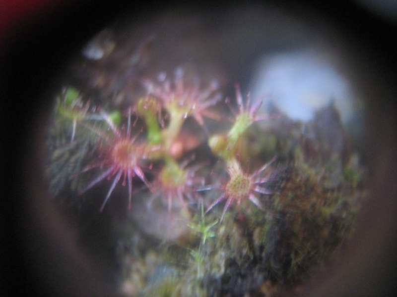 astuce photos en macro avec un compact numerique Photo_15