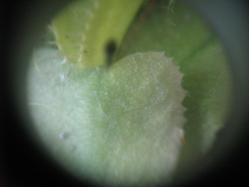 astuce photos en macro avec un compact numerique Photo_16