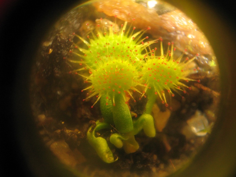 astuce photos en macro avec un compact numerique Photo_18
