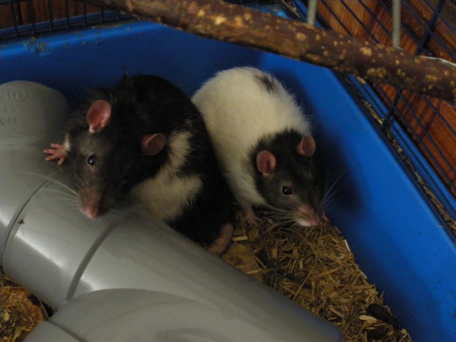[Auvergne/Nièvre] Pour public averti : 5 rats mâles adultes Imgp0721