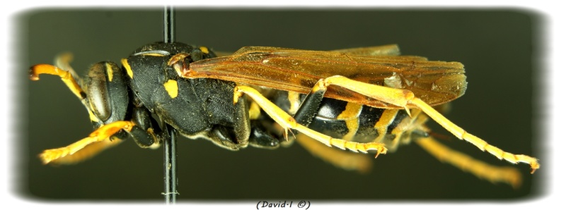 Polistes biglumis Profil10