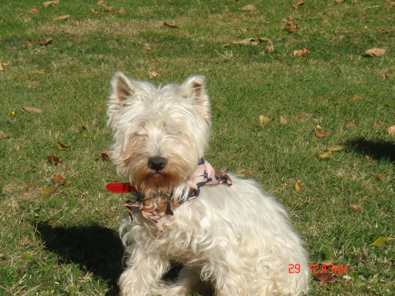 Dixie, westie femelle de 7 mois en RP - Page 9 Dsc00110