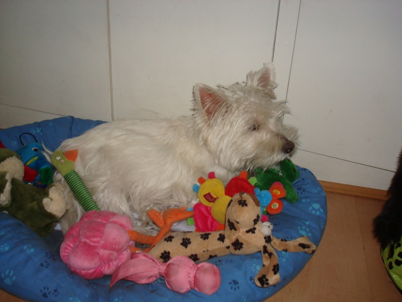 Dixie, westie femelle de 7 mois en RP - Page 11 Dsc01110