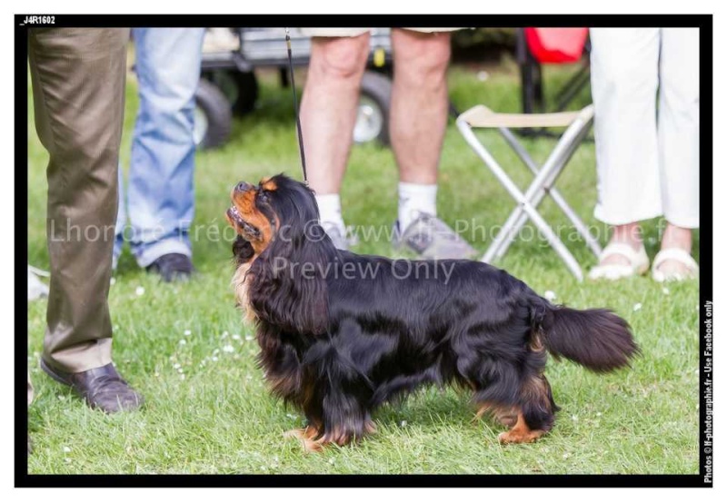 Cavalier king Charles LOF dispos dans la Marne Lao_st11