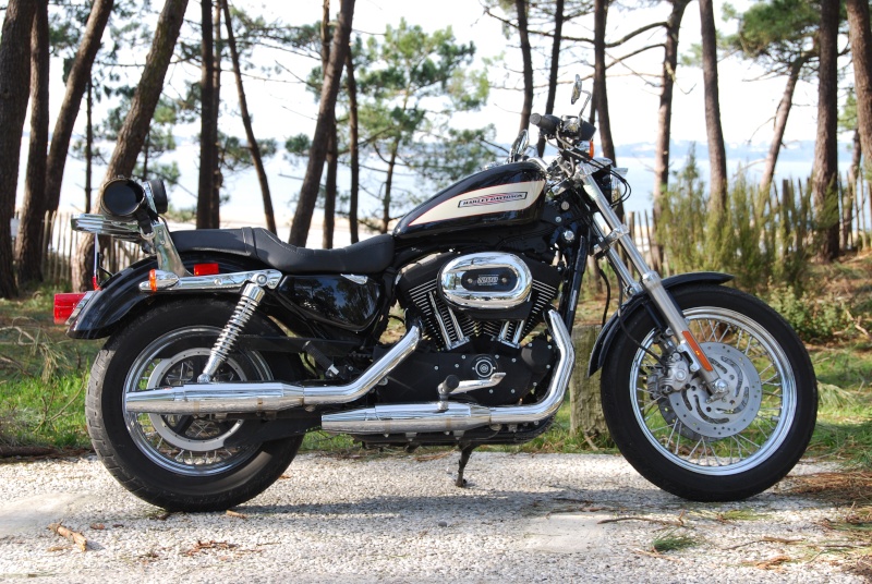 sissy bar Sportster Dsc_0412