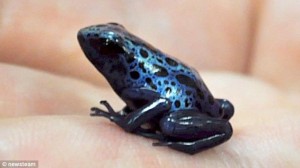  Des scientifiques Anglais ont reproduit une grenouille bleue… Articl12