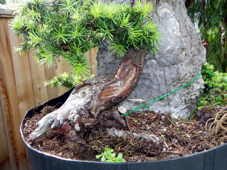 Another Yamadori Hm Mounta11