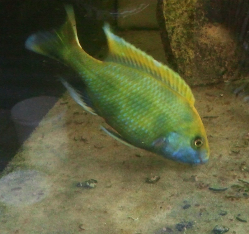 nimbochromis venustus 2013-019