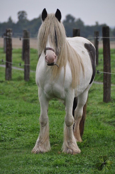 Kyra de l'Ecurie de Tine, jument Irish Cob au Domaine des Merveilles Kyra_211