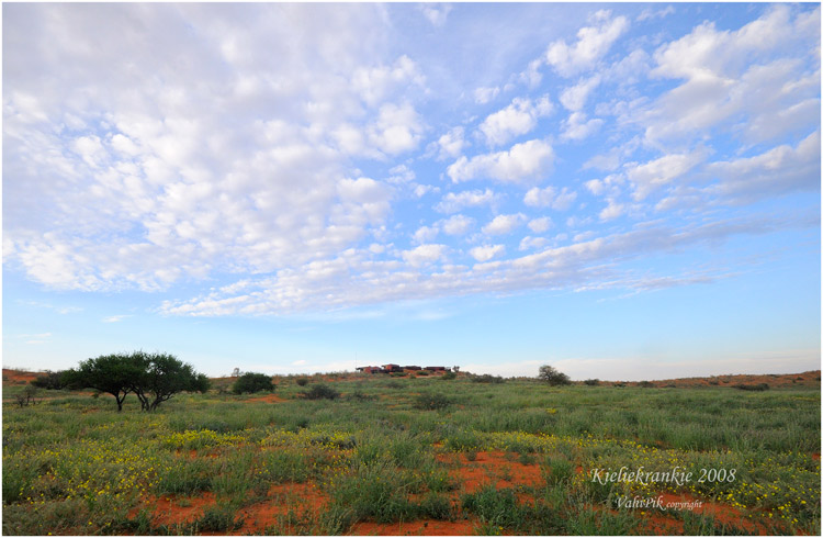 Le Kgalagadi , sans moto mais avec des animaux !! - Page 2 _vah8811