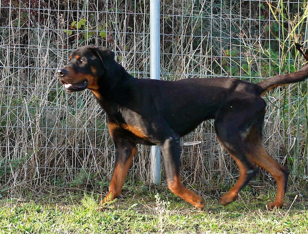 [CANIDES] Balou beau rottweiler d' 1 an 1/2 SPA de Carcassone (Aude) URGENT P1110212