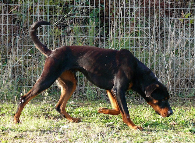 [CANIDES] Balou beau rottweiler d' 1 an 1/2 SPA de Carcassone (Aude) URGENT P1110213