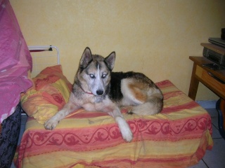 Luciolle, husky de 8 ans, en FA chez moi Chien110