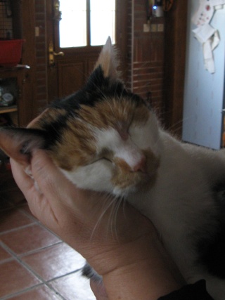 Eowyn, chatonne tricolore de 3 mois et demi au 22 aout 2009 - Page 2 Papoui11