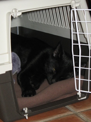 Eowyn, chatonne tricolore de 3 mois et demi au 22 aout 2009 - Page 3 Presso17