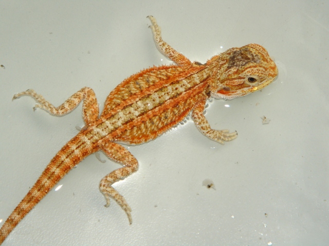 Naissances pogonas redflame sandfire x giant orange hypo - Page 2 03_210