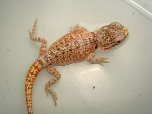 Naissances pogonas redflame sandfire x giant orange hypo - Page 2 1010