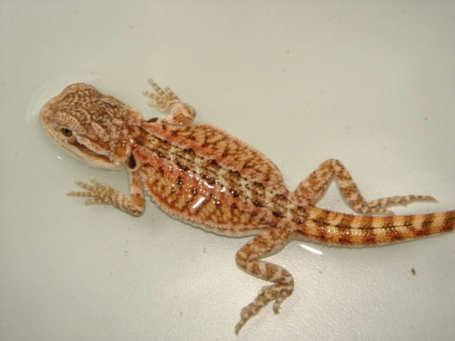 Naissances pogonas redflame sandfire x giant orange hypo - Page 2 1310