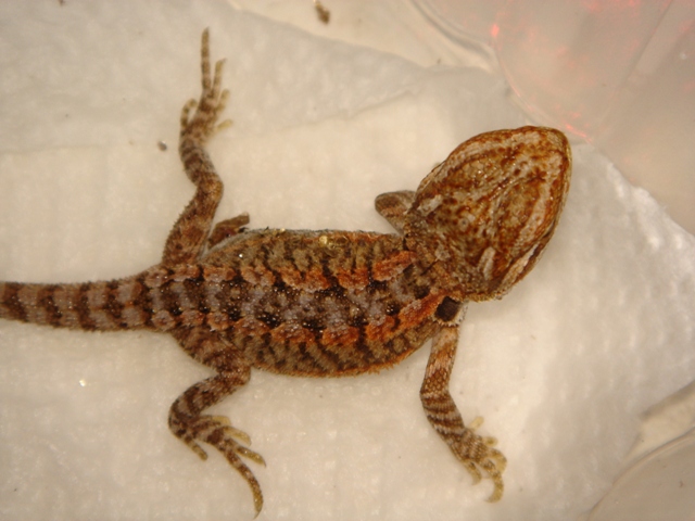 Eclosion pogona vitticeps: OGG x SUNSET 14_210