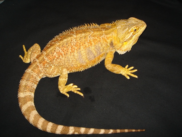 Mon cheptel de pogona vitticeps Aana_510