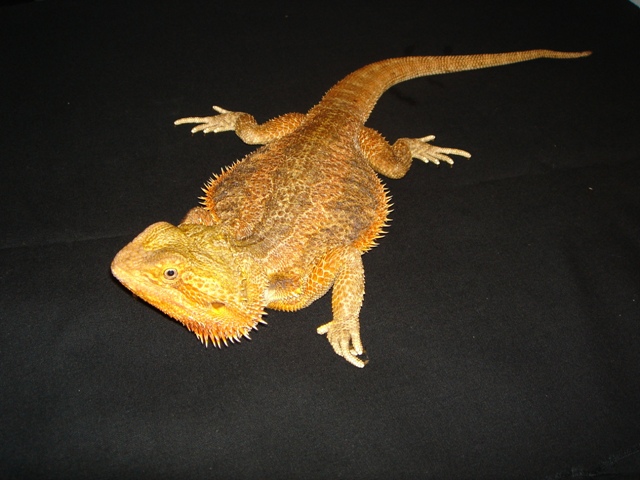 Mon cheptel de pogona vitticeps Flame_10