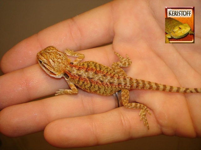 REPTI-DECO présent au salon des animaux de Lyon Ogg1410