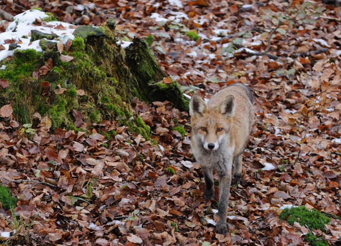 Au gré de mes balades... - Page 2 Renard23