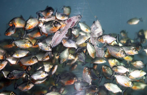 How Long Would it Take Piranhas to Eat a Person? Feedin10