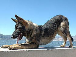 Vilkšunis sales kunming wolfdog