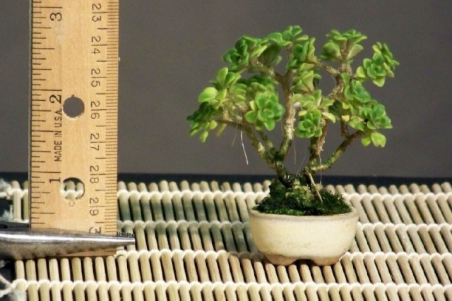Mini-bonsai Untitl10