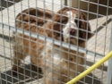 Tatou, mâle springer 6 ans (11) 	tres urgent Tatou_10