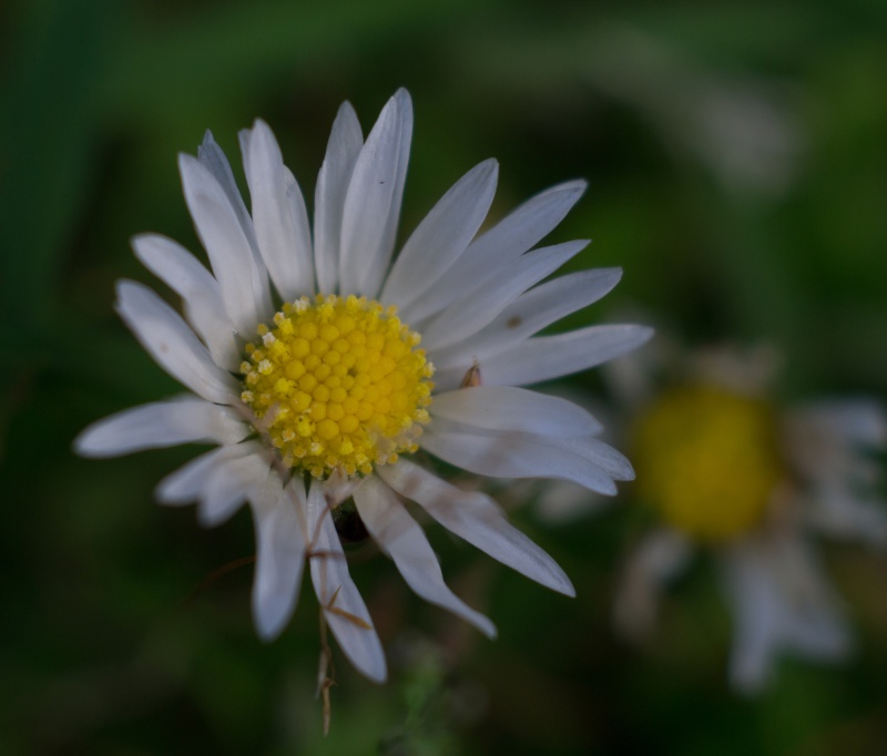 essai micro-nikkor 55mm pre-ais Paquer10