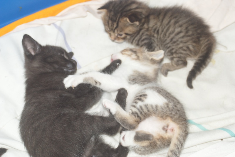  Adoptés  les  4 chatons d'hulotte Paca Chaton12