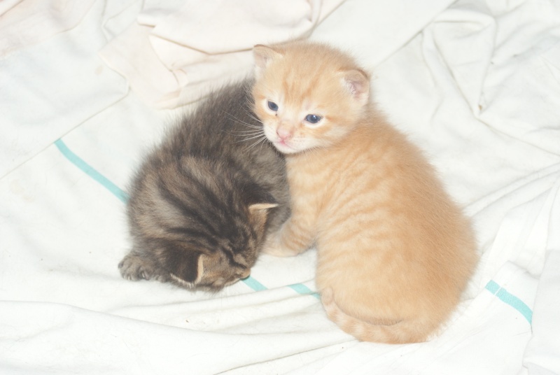  Adoptés  les  4 chatons d'hulotte Paca Chaton13